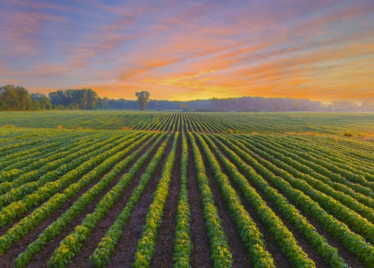 Farmland Values Are Rising - What’s Driving This Growth?