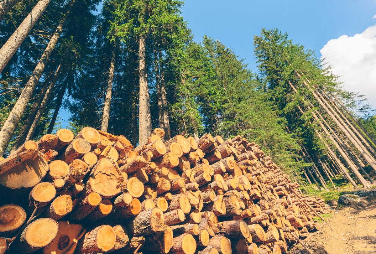 The Emergence of Natural Capital Investments: How It is Reshaping the Timberland Asset Space