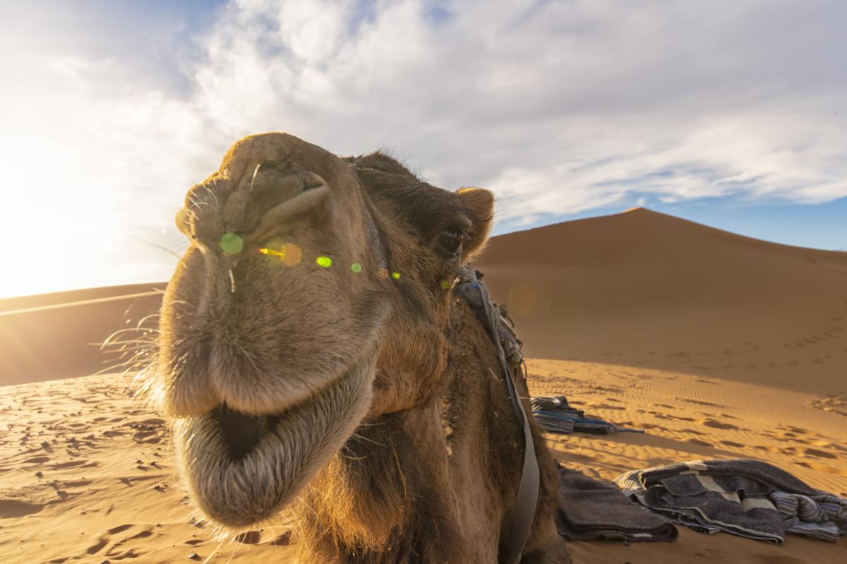 Educational Alpha: BTCUSD: The Nose of a Misunderstood Camel in the Investor Tent