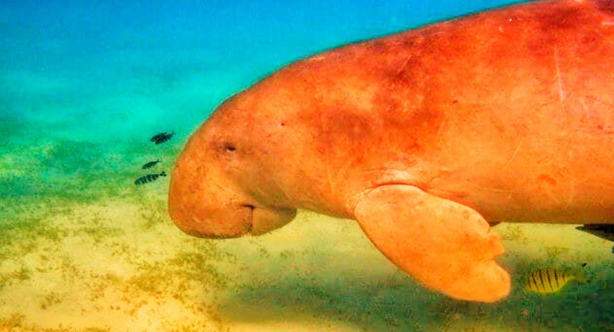 Dugong is the New Black