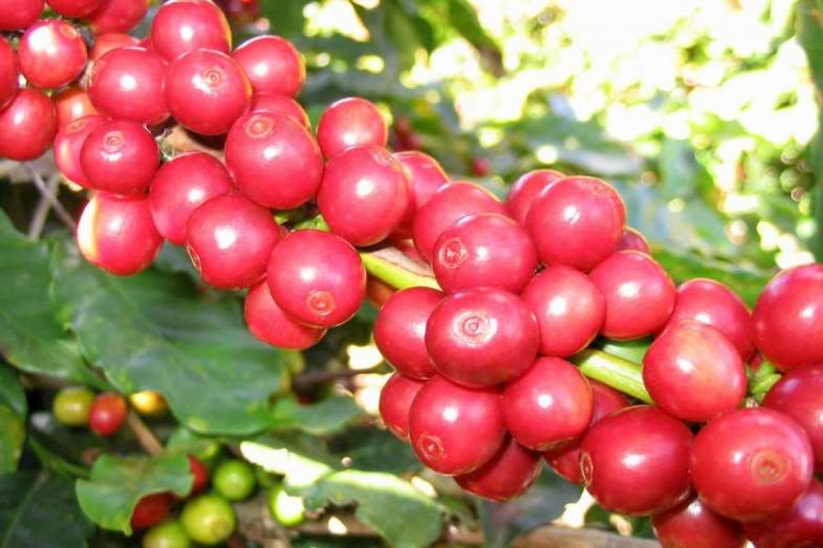 A Perennial Gale Hits the Coffee Industry