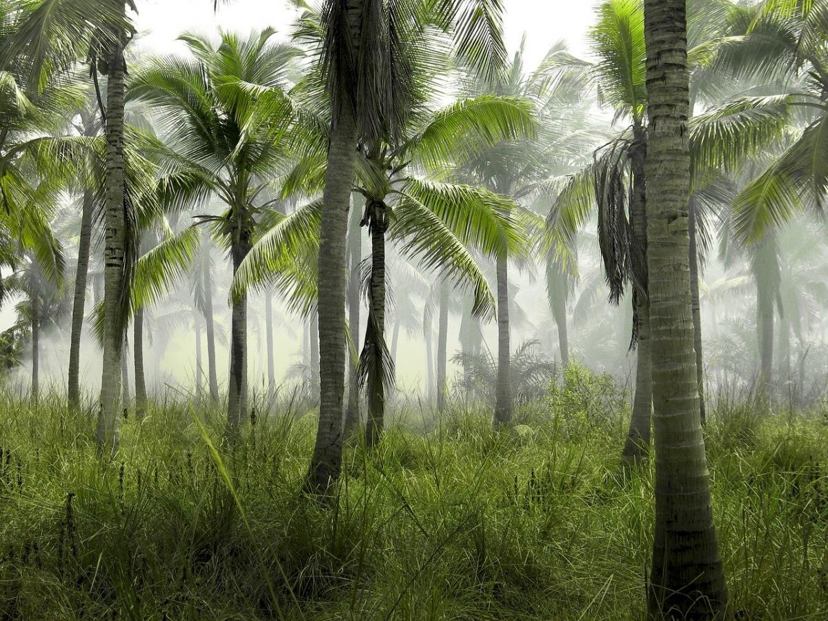 Biofuels and Deforestation: A CSR/ESG Cautionary Tale